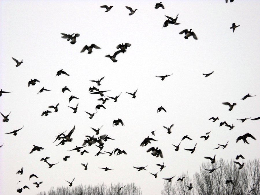 flying_birds__part_iii_by_setepenra0069-d4pgz6x